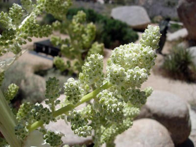Species Closeup