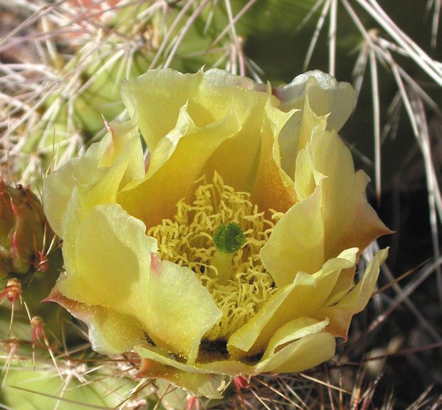 Bright and large yellow flower with green stamen. Photo: James Andre