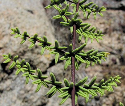 Color photo of a dark, short-leaved fern.