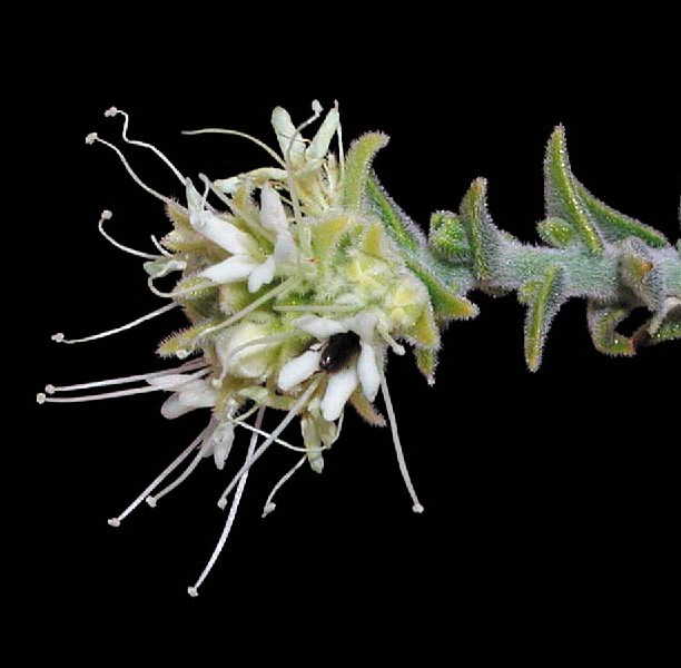 White tiny flowers with super long white stamen on a green hairy stem.