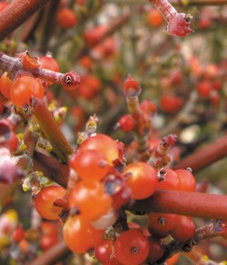 Bright red berries on an orange-red stem.