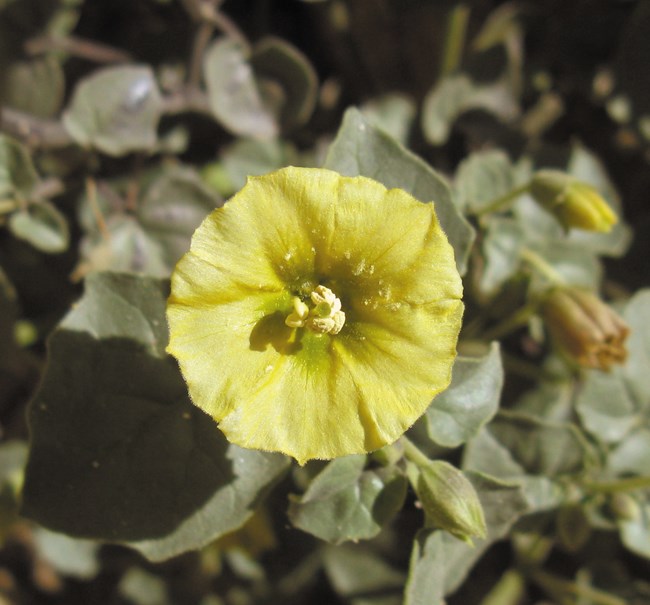 Color photo of a large, flat, yellow flower over broad green leaves.