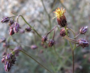 Long-stemmed flower with a purple outer base and yellow with red-tip inner petals.