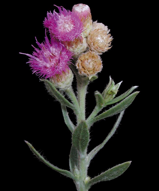 Purple, fuzzy flower atop a long, green stem.