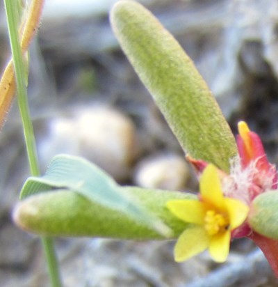 Species Closeup
