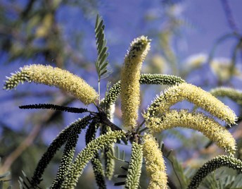 Long, fuzzy, finger-like flowers covered in small white petals.