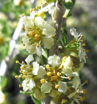 Color photo of a close up of a white-petal flower with bright yellow stamen.