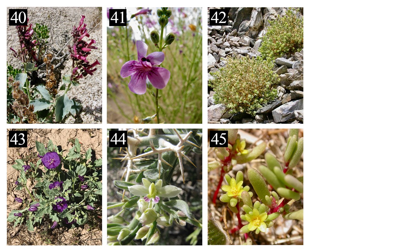 6 plants with the numbers 40 to 45 in the upper left corner of each. Number 40 has many pink flowers, 41 has one large pink flower, 42 shows two shrubs, 43 has many purple flowers, 44 has thorns & small green-white flowers, & 45 has small yellow flowers