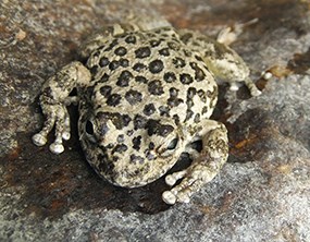 closeup of a California tree frog showing its light coloration with dark spots closeup of a California tree frog showing its light coloration with dark spots
