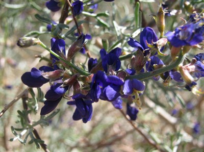 Species Closeup