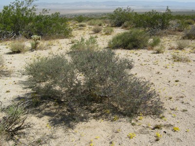Species Habitat