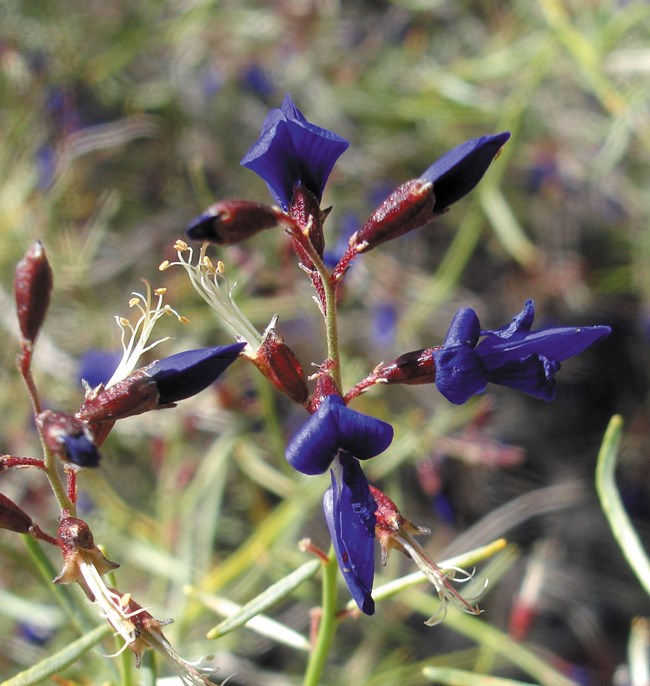 Deep indigo color flowers on a tall stalk.