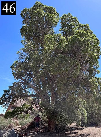 A large oak tree with a person looking up at the branches. The number 38 is in the upper left corner
