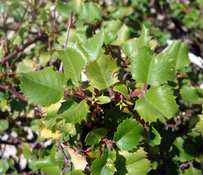 Rhamnus ilicifolia Rhamnus ilicifolia Kellogg Joshua Tree National Park US