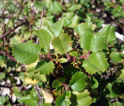 Species Closeup