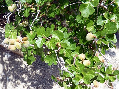 Unripe Fruit