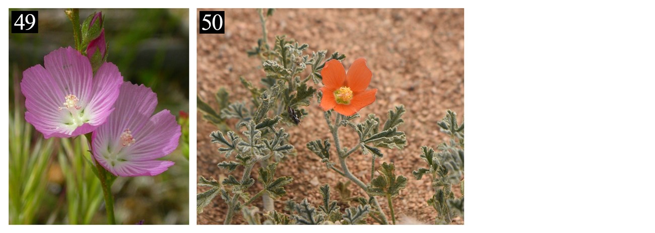 Two plants with the numbers 49 and 50 in the upper left-hand corner. The first plant has two pink flowers, the 2nd has a small orange flower and small green leaves.