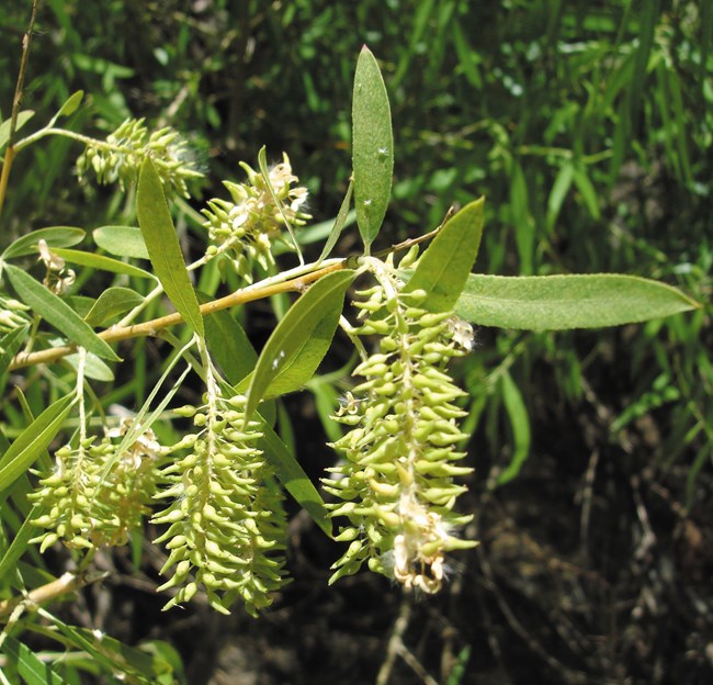 Color photo of a green branch with long green offshoots covered in small buds. Photo: Steve Matson