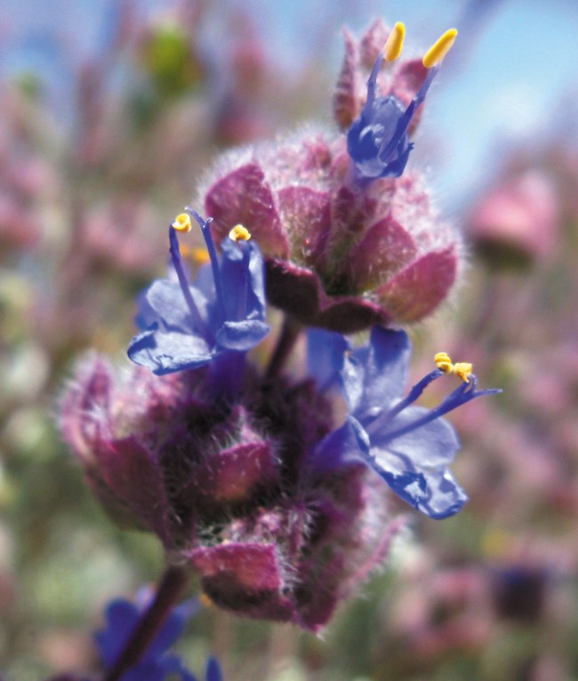 Color photo of bright purple/blue flowers with yellow stamen on a stalk.