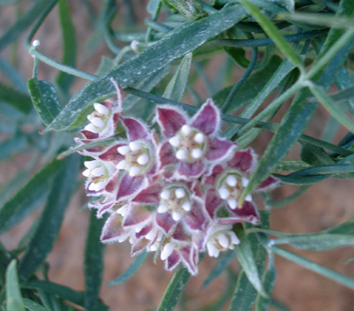 Species Closeup
