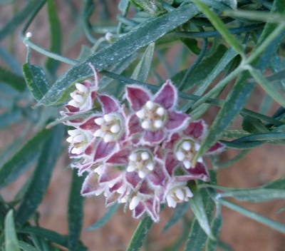 Species Closeup
