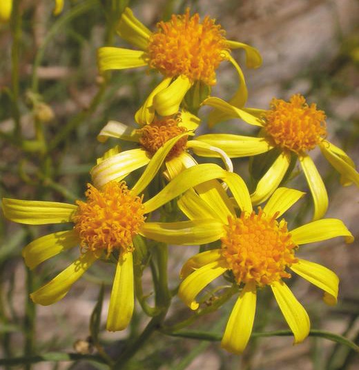 Orange centered flower with thin yellow petals. Photo: James Andre