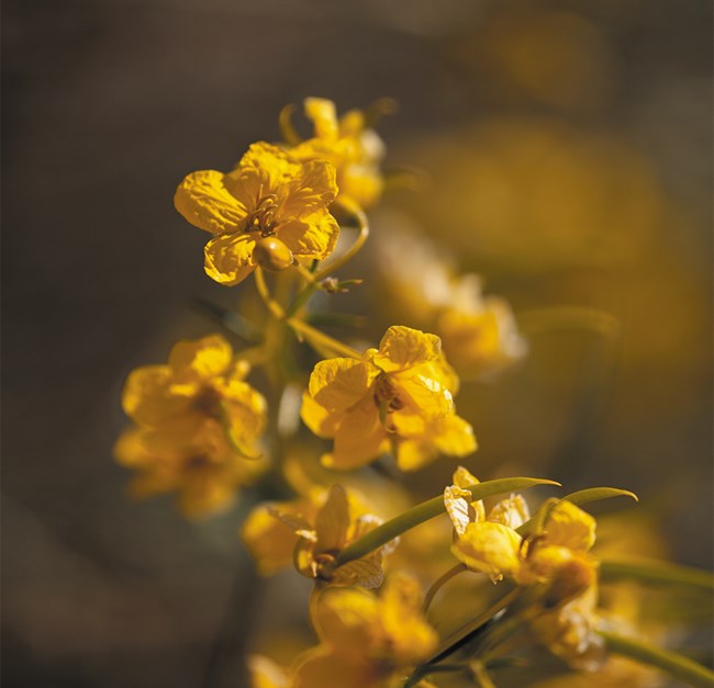 Small bright orange/yellow flowers on a stem.