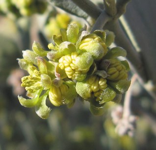 Small bunches of greenish-yellow flowers.