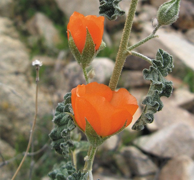 Bright orange, cup-shaped flower on a green, hairy stem.