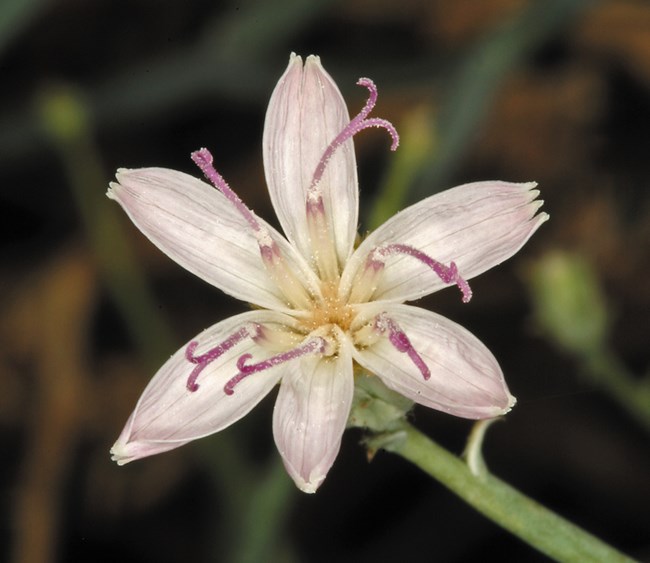 A pinkish flower with six petals and six very long purple-tipped stamens.