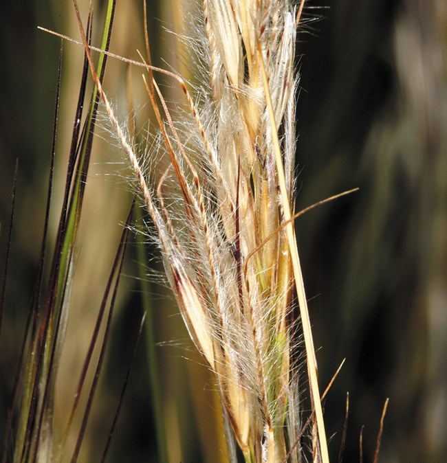 Grass seed pods covered in thin, white hairs. Photo: Steve Matson