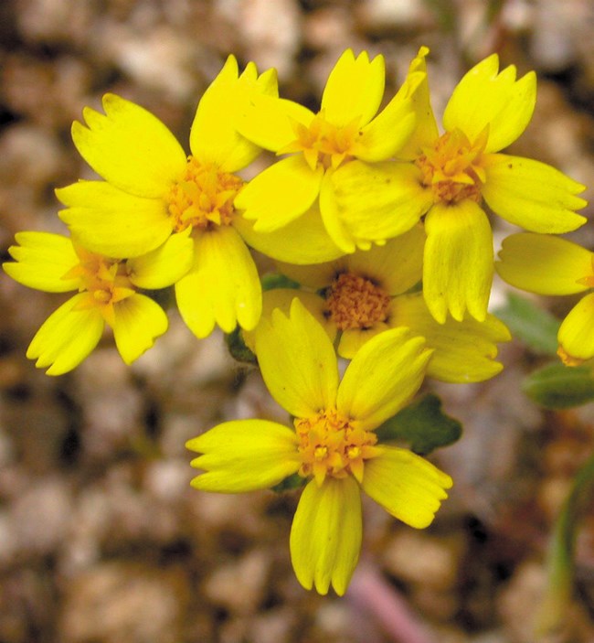 Color photo of five-petaled yellow flowers. Ends of petals are forked.