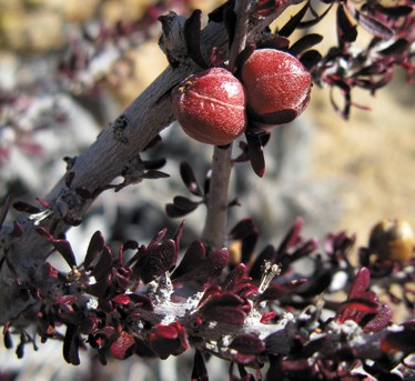 Close up photo of a purple-red seed pod on a woody branch.