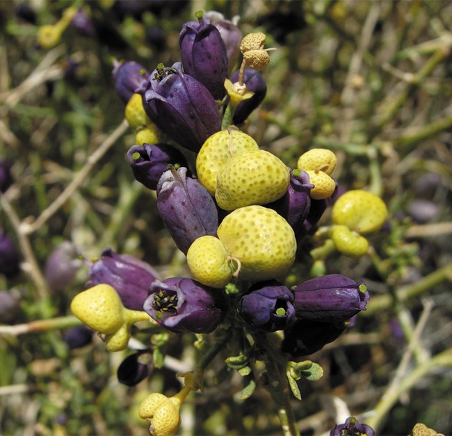 Color photo of purple flowers and yellow glands on a shrub.