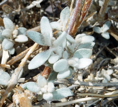 Species Closeup