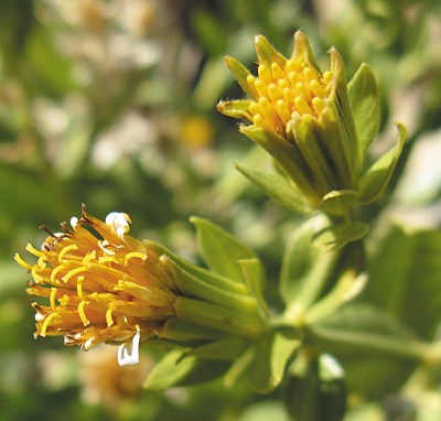 Small yellow flowers that look like closed dandelion heads.