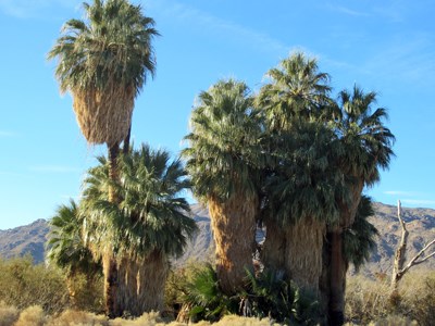 Species Habitat