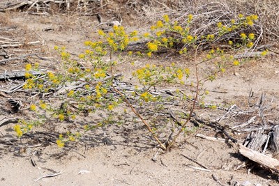 Species Habitat