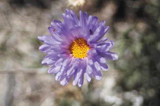 Purple ray flower with a yellow center.