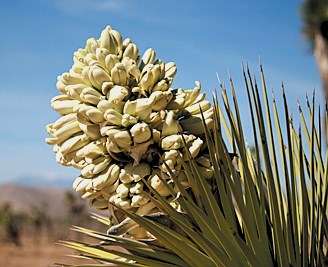 Large stalk densely covered with whiteish-yellow flowers surrounded by the spikes of the Joshua tree.