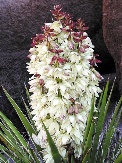 Spiky base with a very large stalk completely covered in large white flowers. Some unopened, purple buds can be seen at the top of the stalks.