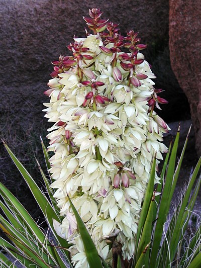 Species Closeup