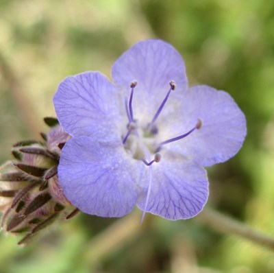 Species Closeup