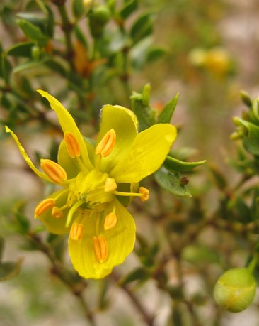Species Closeup