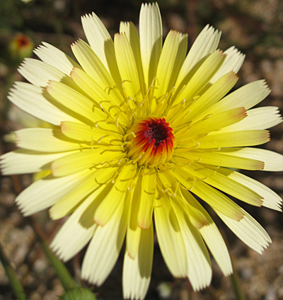 Malacothrix glabrata (D.C. Eaton) A. Gray Joshua Tree National Park