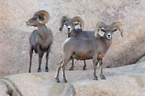 Desert Bighorn Sheep - Joshua Tree National Park (U.S. National Park