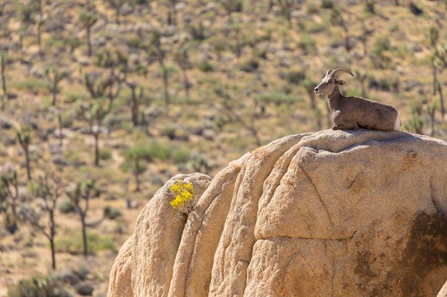 bighorn sheep on top of rock