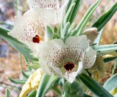Species Closeup