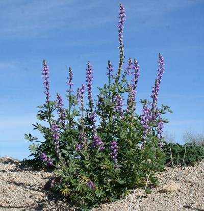 Species Habitat