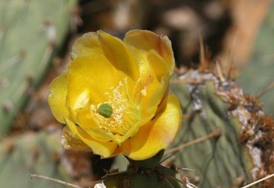Species Closeup